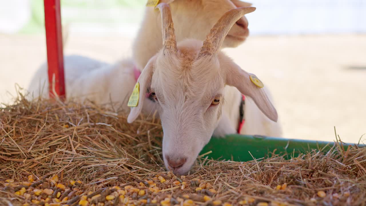 Primo piano di una capra bianca che mangia fieno e mais in una fattoria
