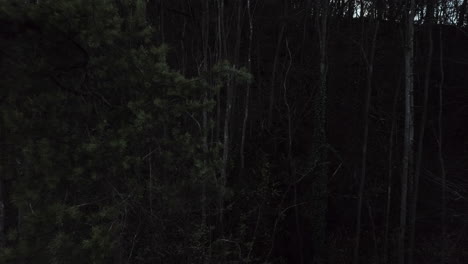 Dark,-mystical-forest,-camera-is-slowly-moving-forward