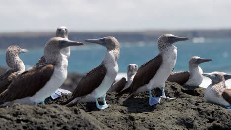 several blue-footed boobies in the galápagos islands with bright blue feet stand on volcanic rock facing the wind with the sea in the background on santa cruz island