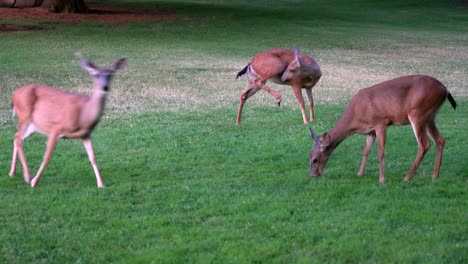 Deer-grazing-on-grass-by-Shasta-Lake,-California