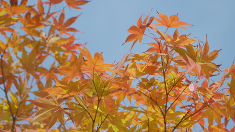 城市公園中秋季樹木的美麗顏色畫面