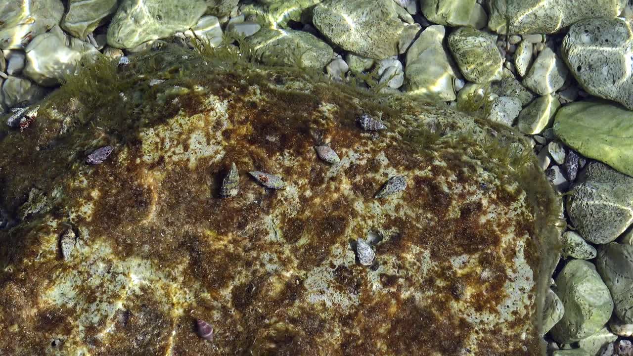 vista cercana de las conchas de caracoles marinos bajo el agua en el mar adriático en croacia
