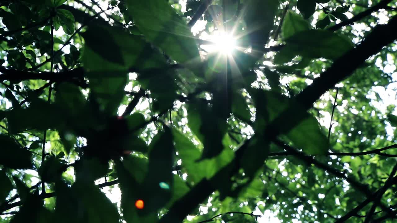 나무 잎 사이로 빛이 새어나온다