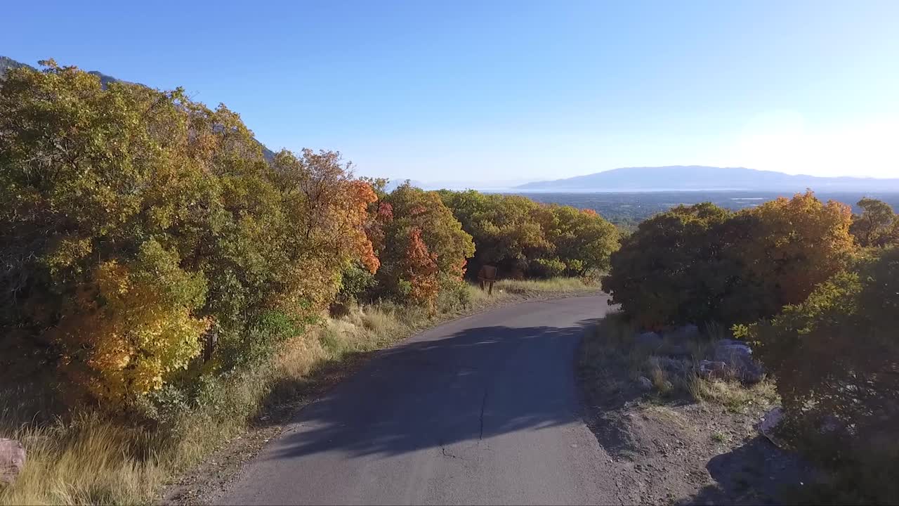 un dron vuela a través de hojas de otoño y árboles caídos sobre una carretera rural en alpine, utah