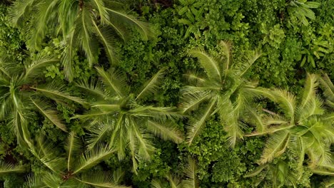 aerial top view of palm treetops in the jungles of the philippines