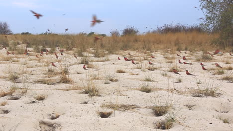 Die-Südliche-Karminrote-Bienenfresserkolonie-Während-Des-Sommermonats-Oktober-Entlang-Des-Zambezi-flusses-In-Der-Nähe-Von-Kalizo