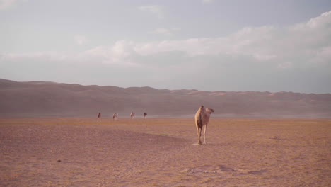 camel walking through wahiba sands desert in oman wide shot