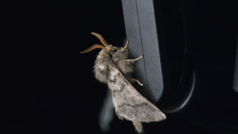 miller moth closeup macro