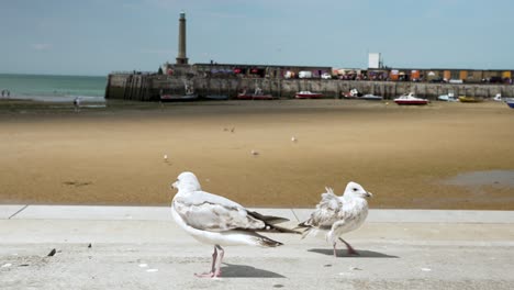 Leerer-Strand-Von-Margate-Mit-Möwen-In-Nahaufnahme