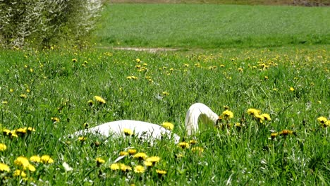 white big strong swan is eating grass in a meadow