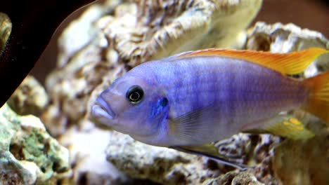 an exotic blue fish swims in a large aquarium