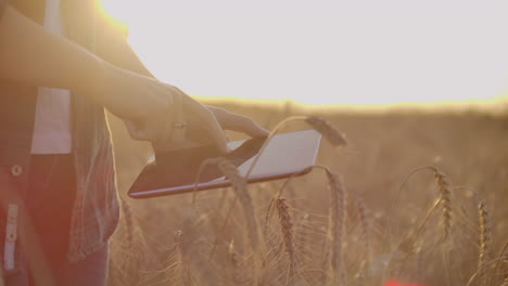 a-woman-farmer-in-a-hat-and-a-plaid-shirt-touches-the-sprouts-and-seeds-of-rye-examines-and-enters-data-into-the-tablet-computer-is-in-the-field-at-sunset.