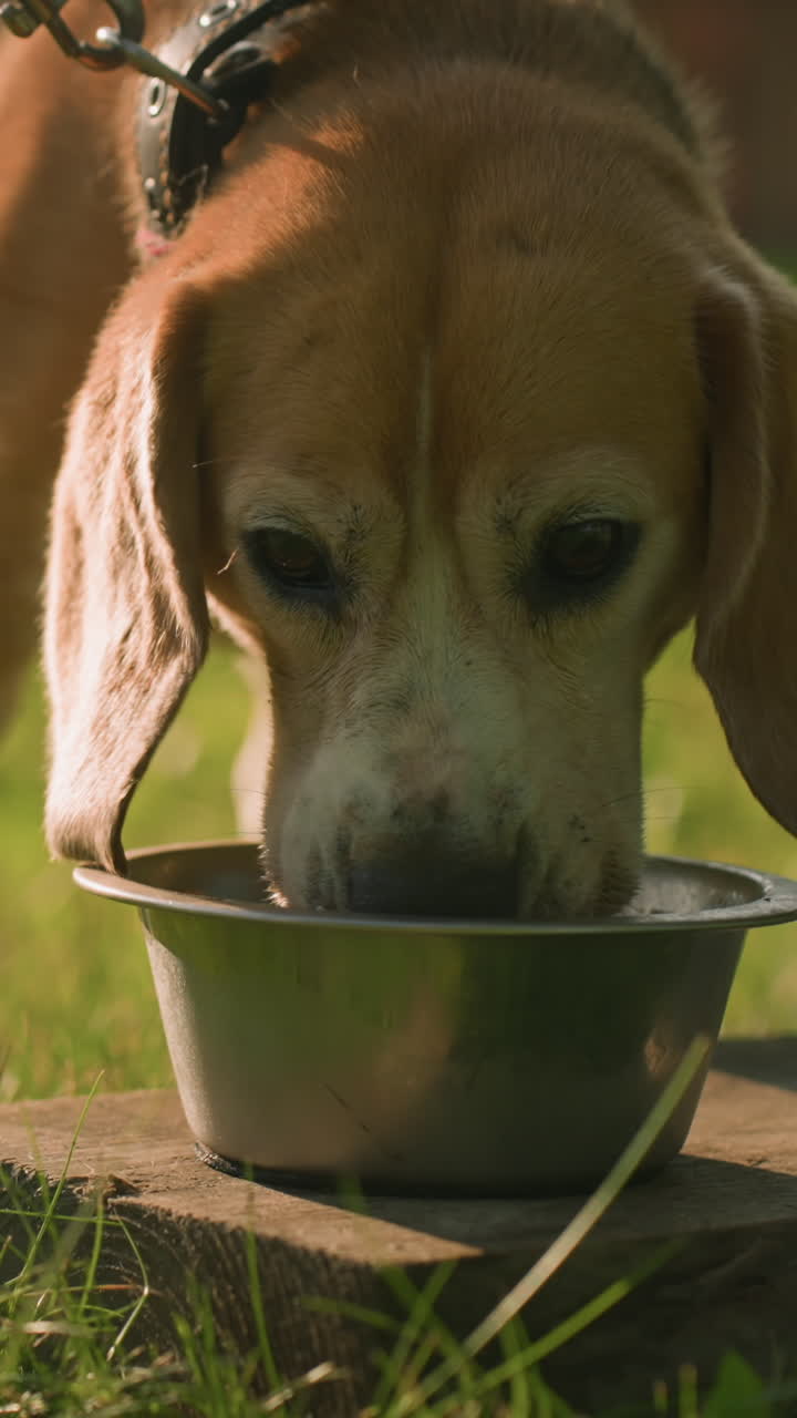 verlieren sie den hund an der leine und essen sie aus einer metallschüssel, die auf einer holzplatte in einem üppigen garten im freien unter warmem sonnenlicht platziert ist, mit einer anderen leeren schüssel in der nähe, weicher fokus auf dem hintergrund