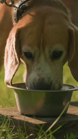 perder a un perro en la correa comiendo de un cuenco de metal colocado en una tabla de madera en un exuberante jardín al aire libre bajo la cálida luz del sol, con otro cuenco vacío cerca, enfoque suave en el fondo
