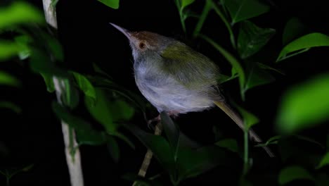 mirando hacia la izquierda posado en una rama dentro de una planta posada para pasar la noche, sastre común orthotomus sutorius, tailandia