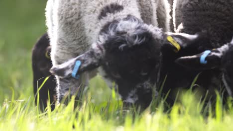 lambs grazing close up 01