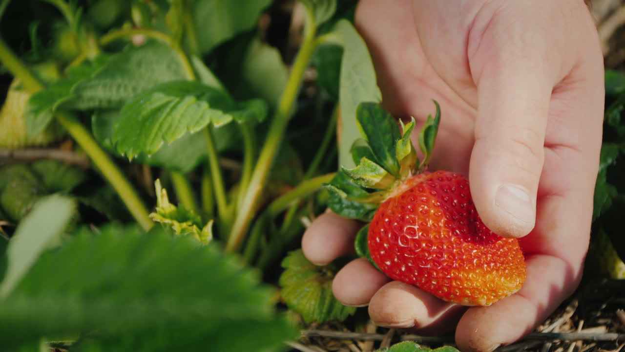 palma de granjero con una gran fresa