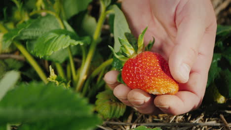 farmer's palm with a large strawberry