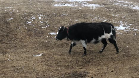 A-yak-or-dzo-walking-in-the-highland-pastures-in-the-Himalaya-Mountains