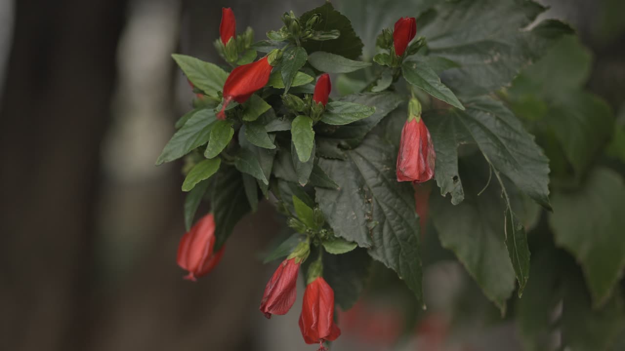 amapolas rojas salvajes en el viento de otoño 4k uhd