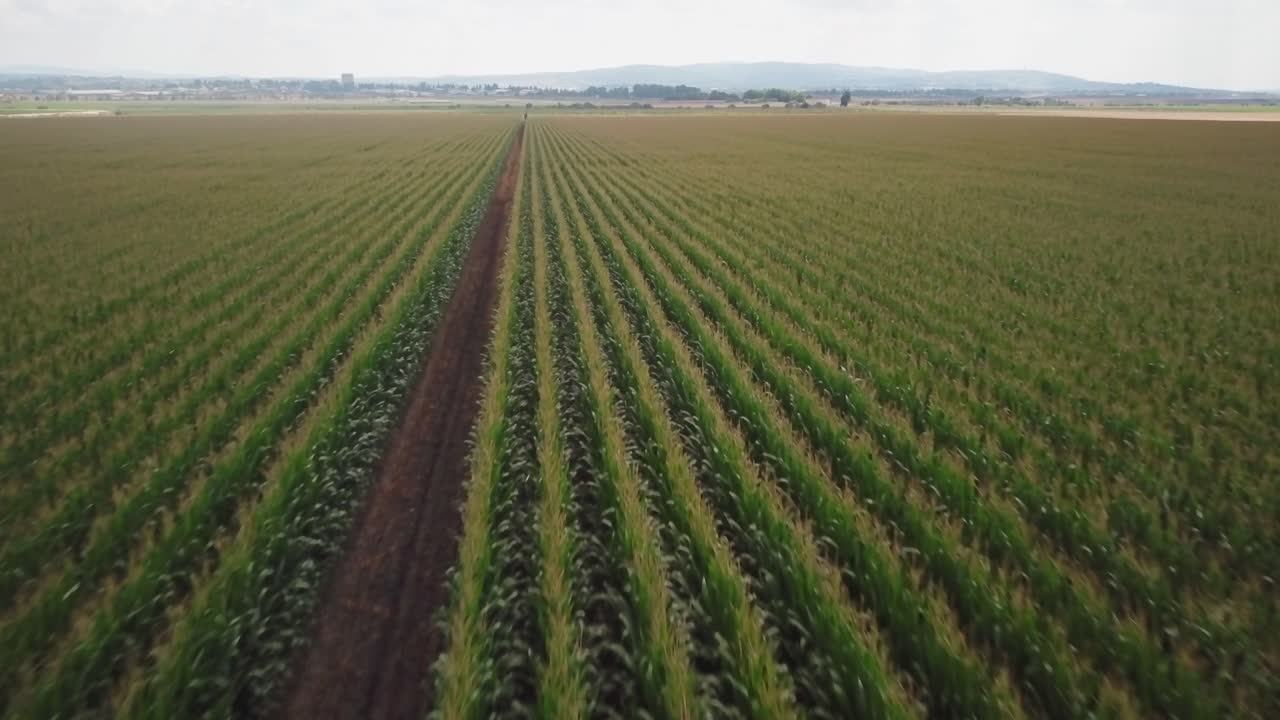 vista de filas verticales de cultivos agrícolas altos verdes en pradera plana en días nublados, enfoque aéreo superior