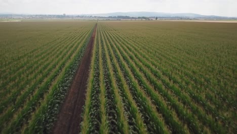 view of vertical rows of green tall farm crops in flat meadow on overcast day, overhead aerial approach