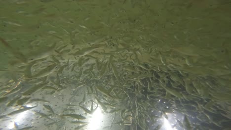 수천 마리의 어린 물고기 집단이 수산업 재배  ⁇ 크에 있습니다.