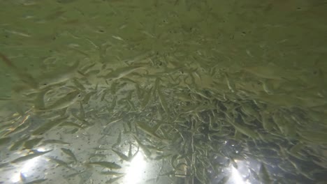 thousands of juvenile fish schools in an aquaculture growing tank