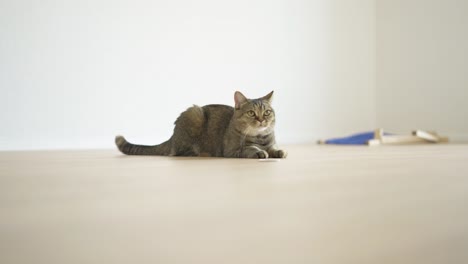 cat lying on parquet floor in empty room