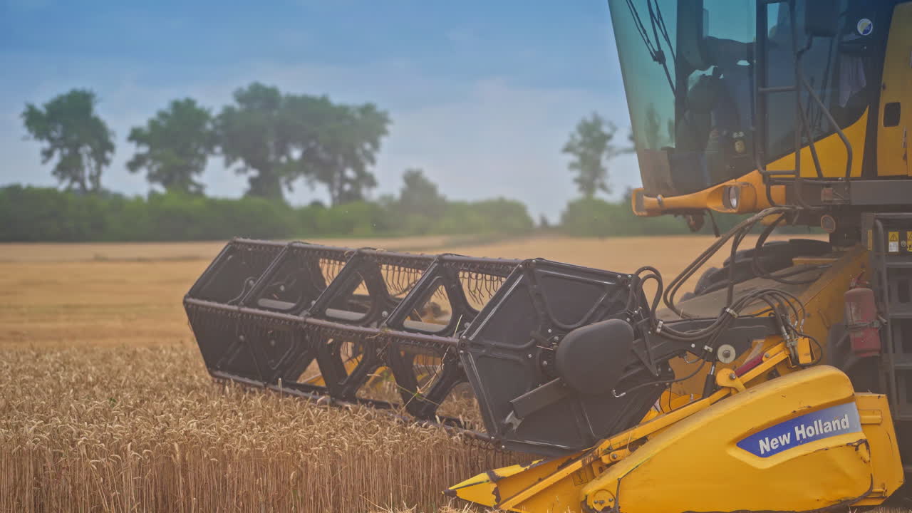 Special machine cuts wheat. Harvester mower mechanism cuts wheat spikelets