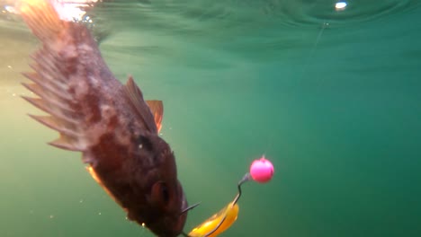 Auf-Einem-Jig-Köder-Gefangene-Groppe-Steigt-In-Mexiko-An-Die-Oberfläche-Des-Grünen-Wassers