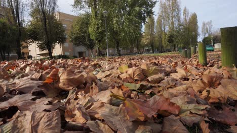 floor full of leafs, autumn, in a park 4k