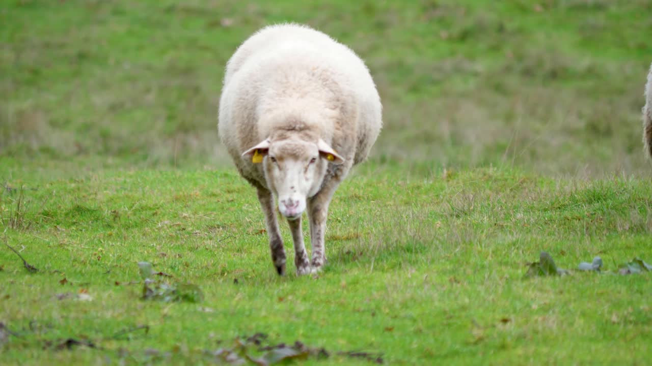Sheep looks up and moves around to graze, ourense, sandi&aacute;s, spain