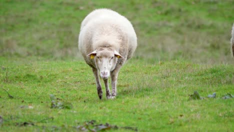 sheep looks up and moves around to graze, ourense, sandiás, spain