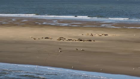 Big-Group-of-Dutch-Gray-Fur-Seals-Sleeping-on-a-Sunny-Beach