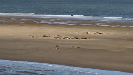 big group of dutch gray fur seals sleeping on a sunny beach