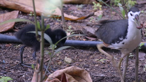 A-couple-of-White-Breasted-Waterhen-chicks-with-one-running-off-and-the-other-going-after-it---Slow-motion-close-up