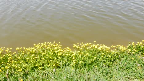 wild fresh spring flowers. lake shore. close-up