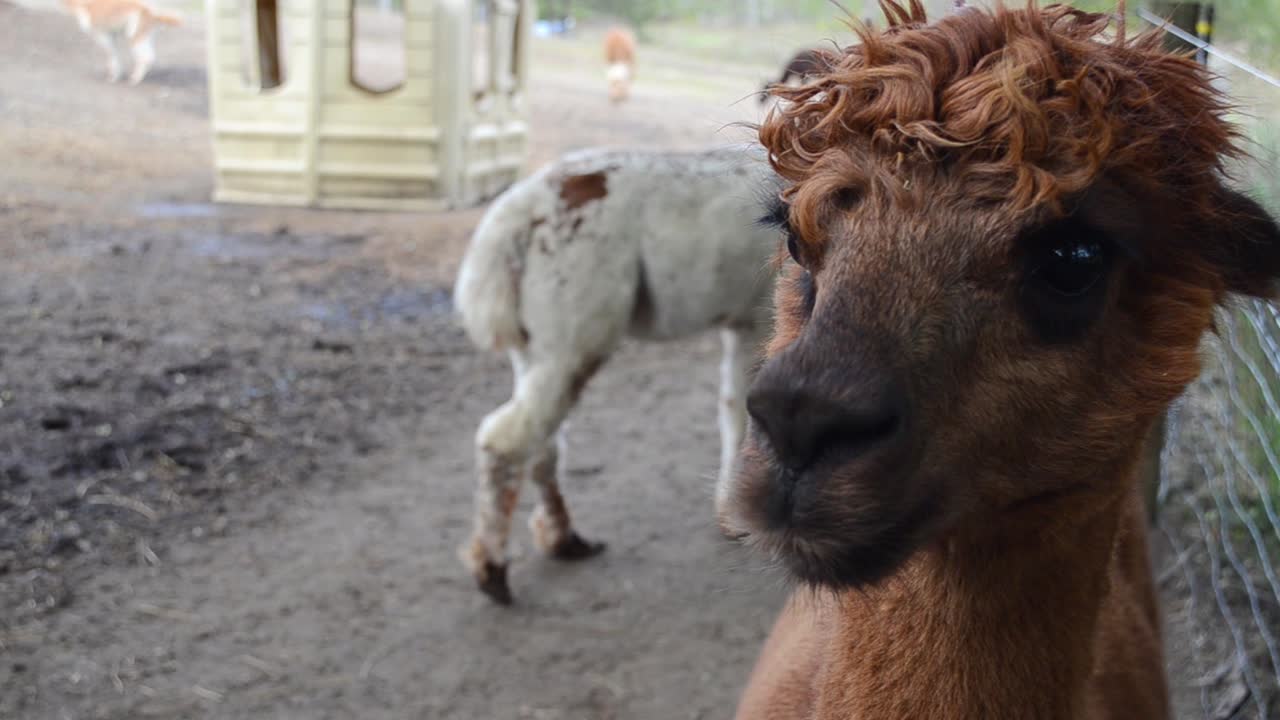 alpaca marrón mirando a su alrededor - otras alpacas en segundo plano en la granja