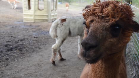 brown alpaca looking around - other alpacas in background on farm