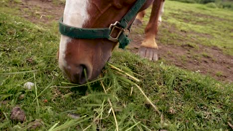 caballo marrón y blanco comiendo hierba en un pasto de cerca
