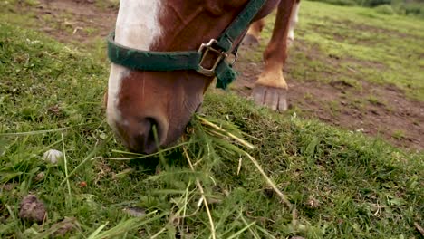 brown and white horse eating grass in a pasture close up