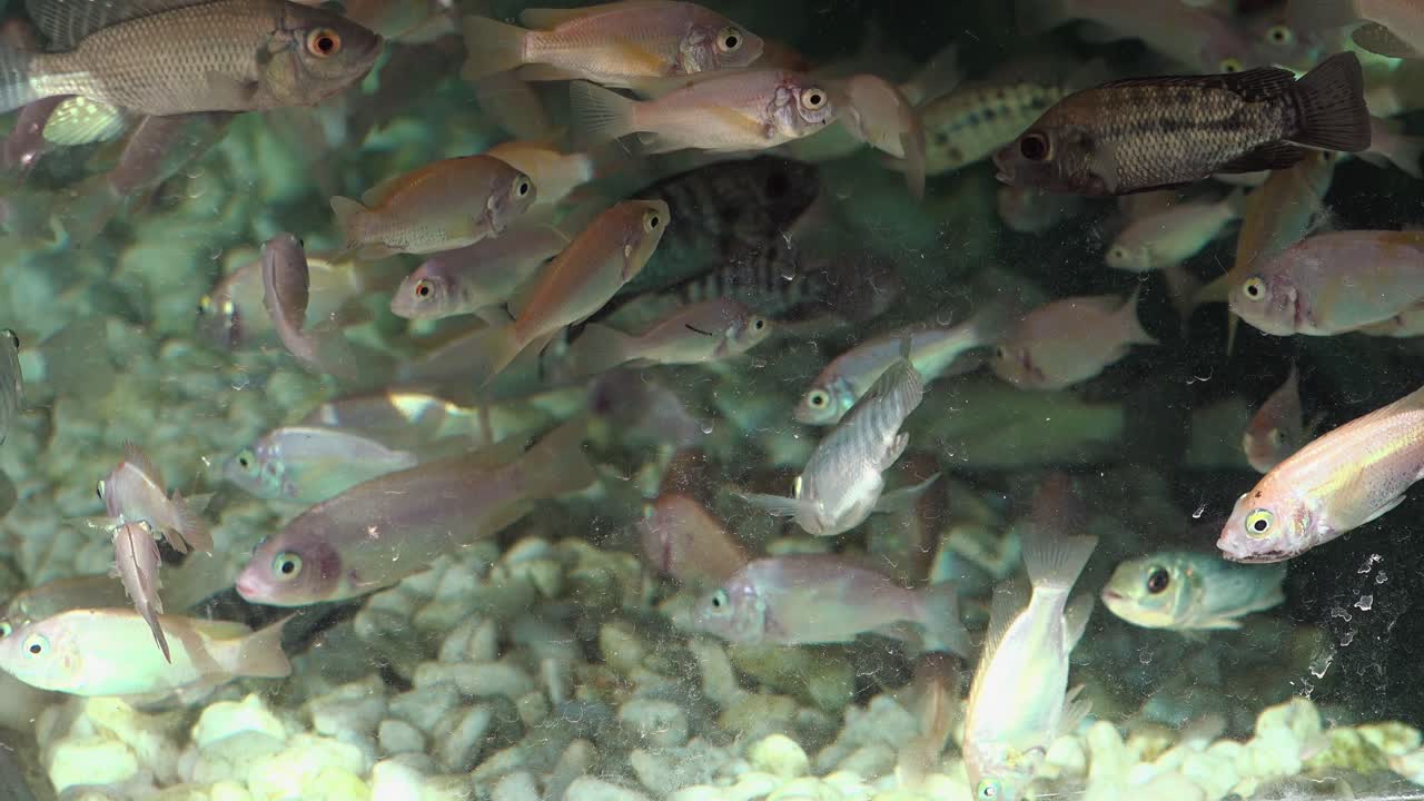 peces nadando en el tanque