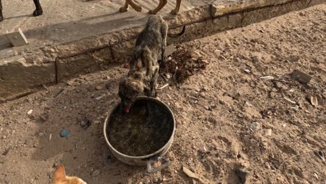 Ein-Charmanter-Hund,-Der-Seinen-Durst-Aus-Einem-Topf-Löscht-Und-In-Einem-Offenen-Moment-Des-Häuslichen-Lebens-Eine-Mischung-Aus-Eleganz-Und-Einfachheit-Zeigt