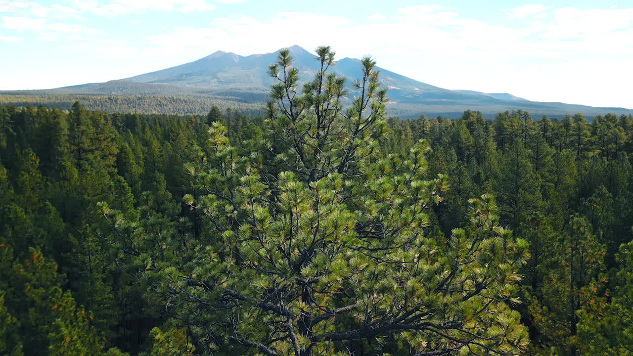 Going down in the thick wood in the wilderness. Spectacular mountains at backdrop. Aerial view