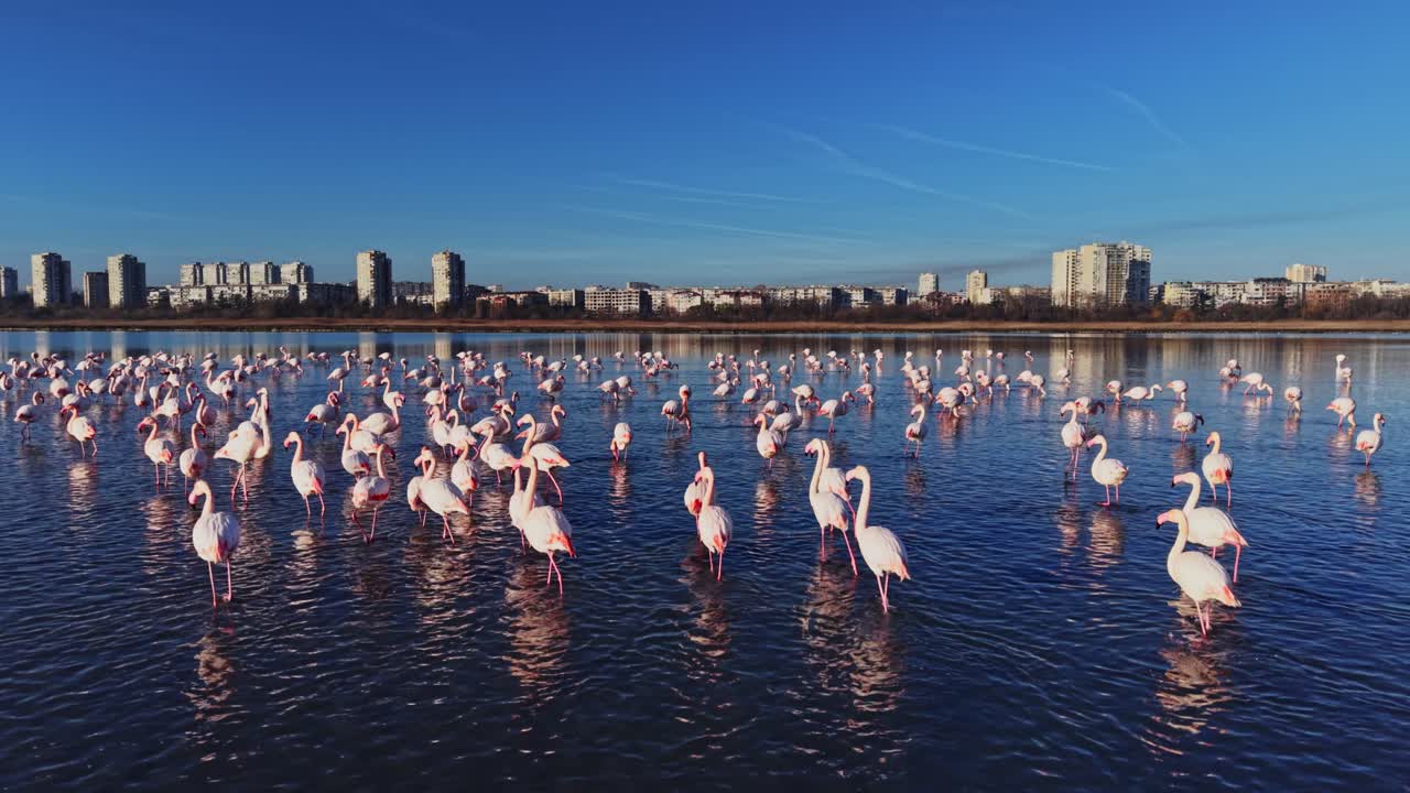 Flamingos gather in the water near city buildings in bright daylight