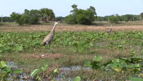 a sandhill crane calls out 2