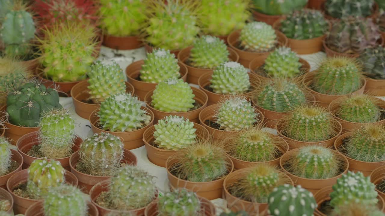Varietà di piccole piante di cactus in vasi