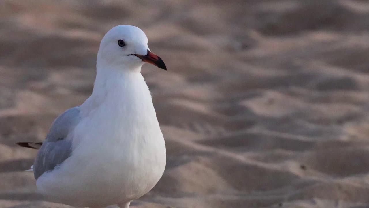 gaviota de pie en la playa de arena, mirando a su alrededor