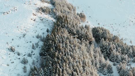 Stretch-of-pine-trees-covered-in-snow-in-winter-scenery-of-Iceland